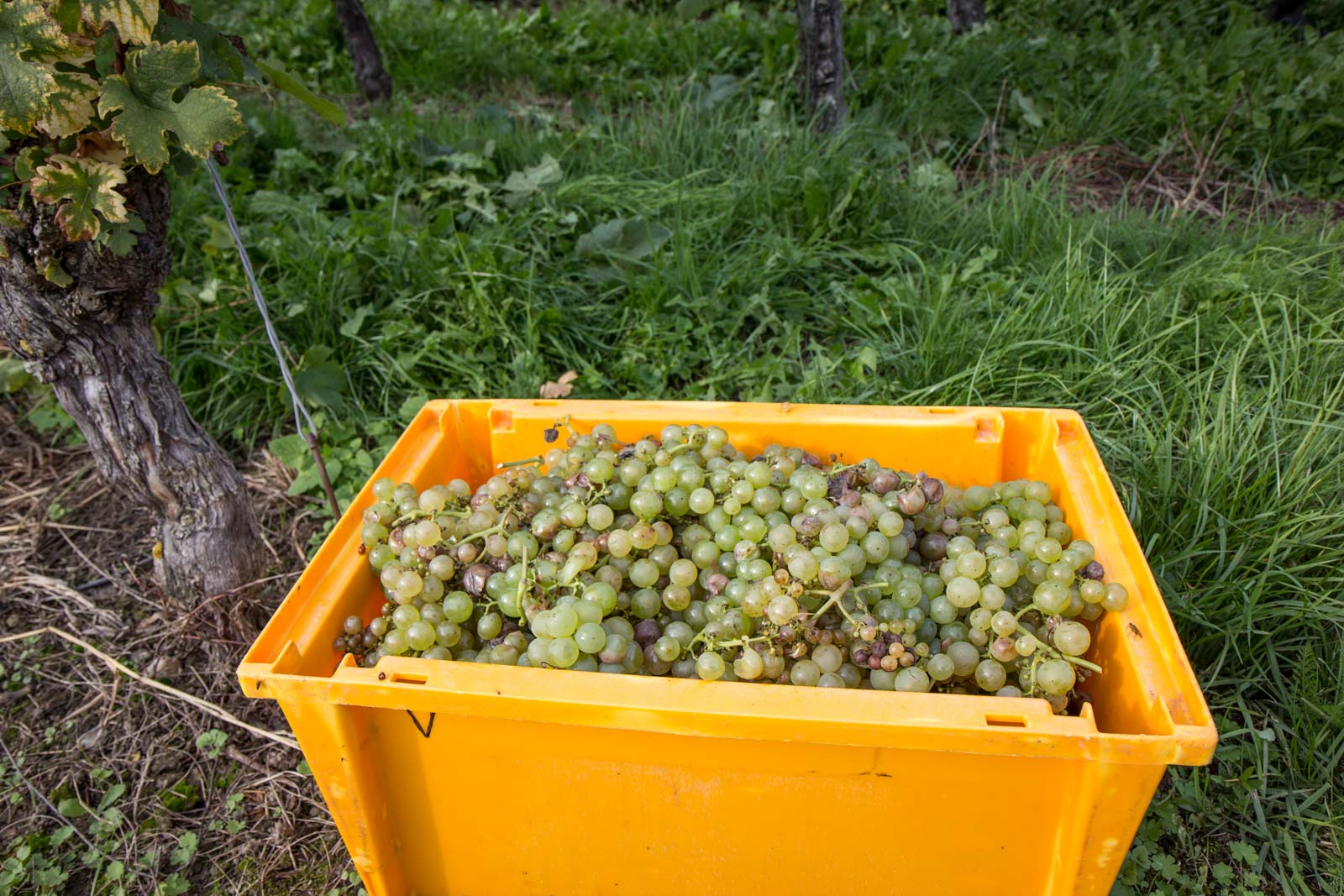 Riechenau Island, Germany