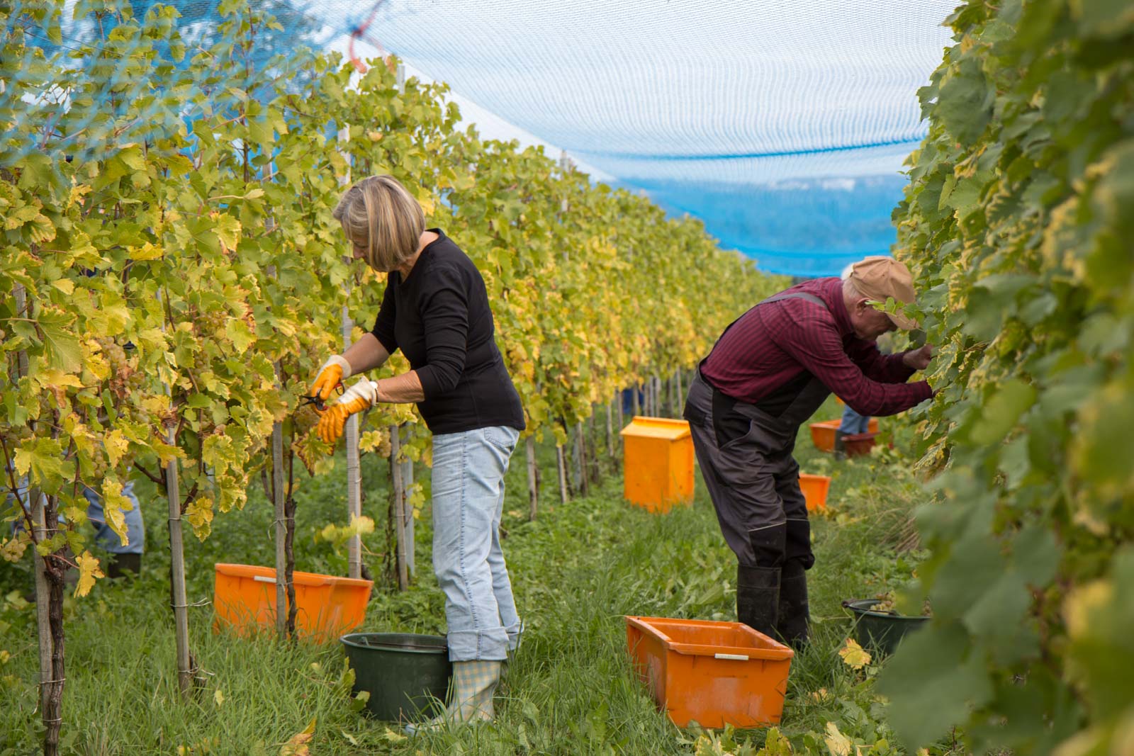 Riechenau Island, Germany