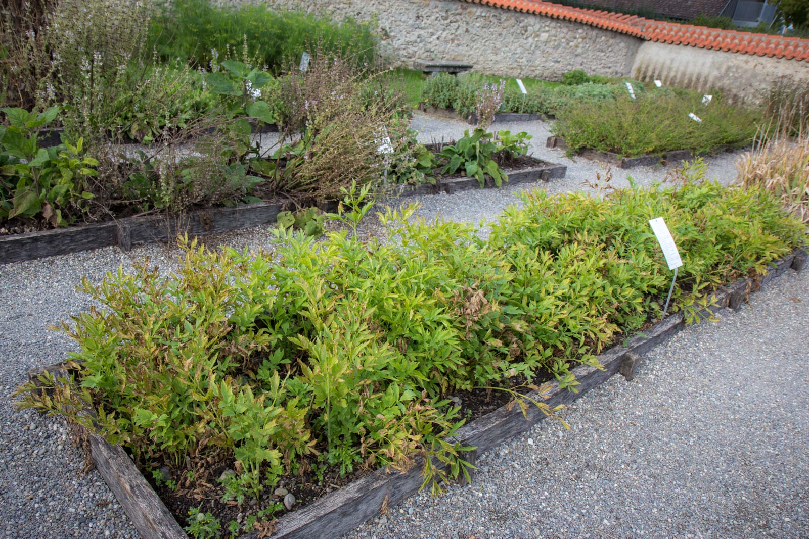 Riechenau Island, Germany