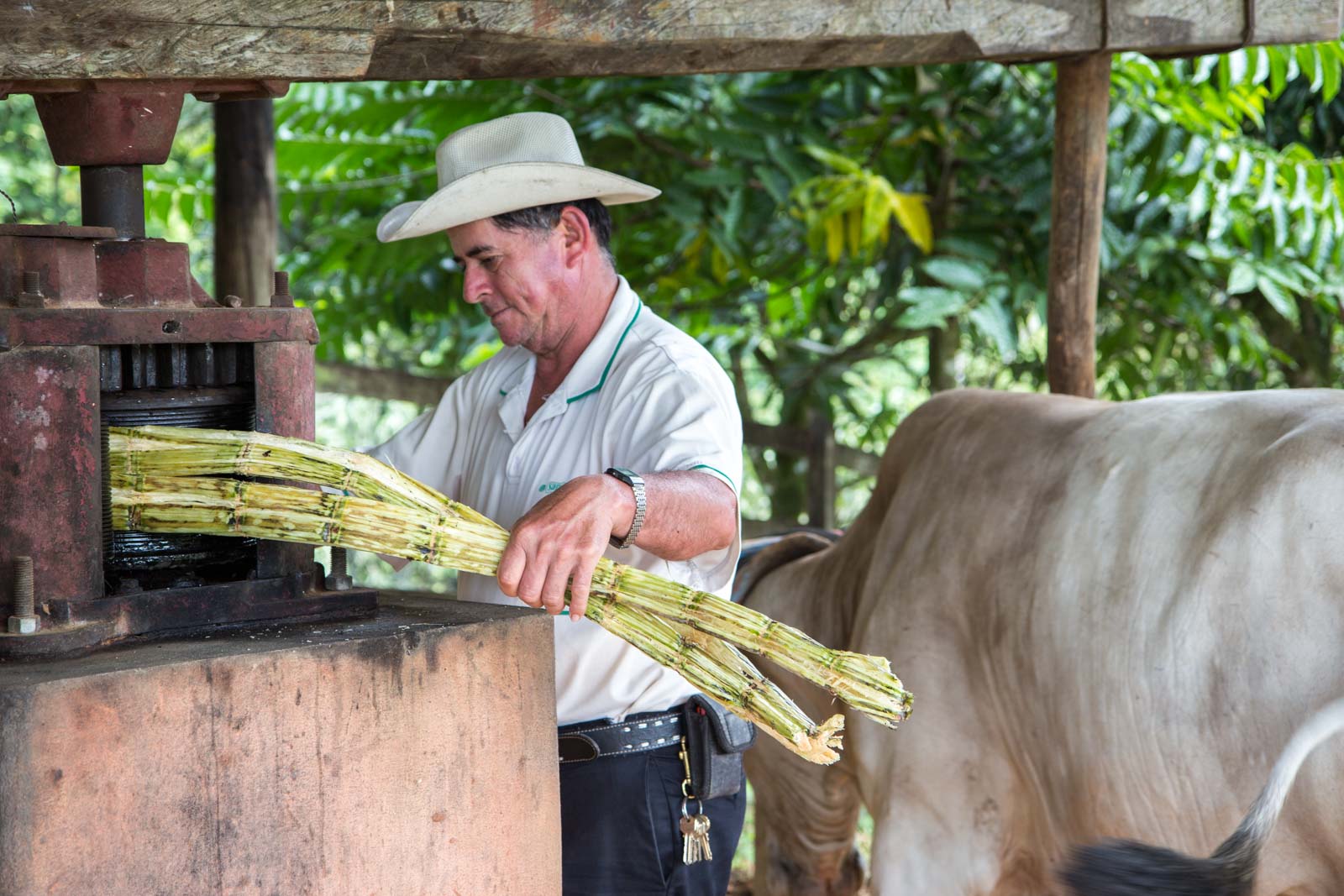 Santa Juana Rural Heritage Tour in Costa Rica