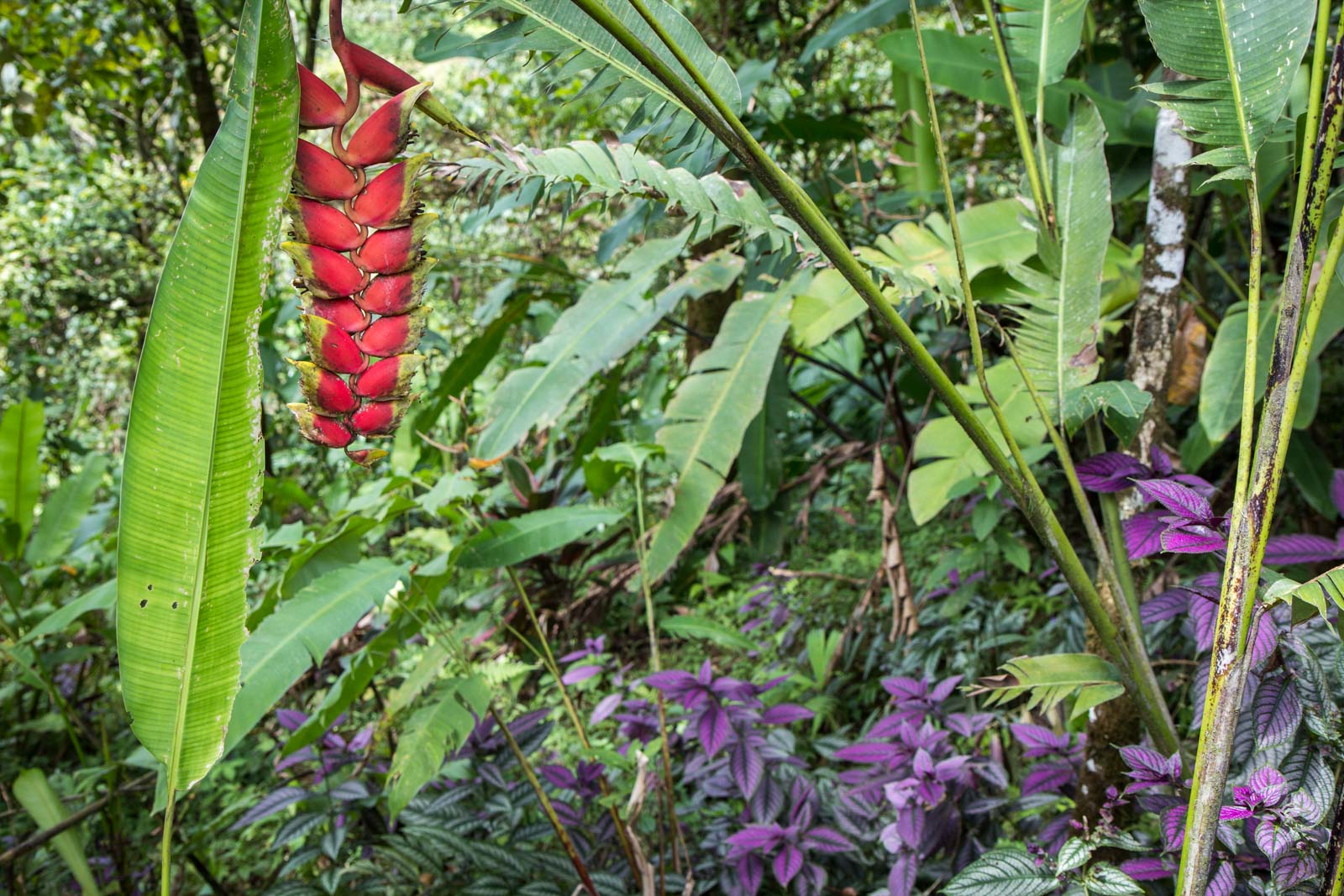 Santa Juana Rural Heritage Tour in Costa Rica