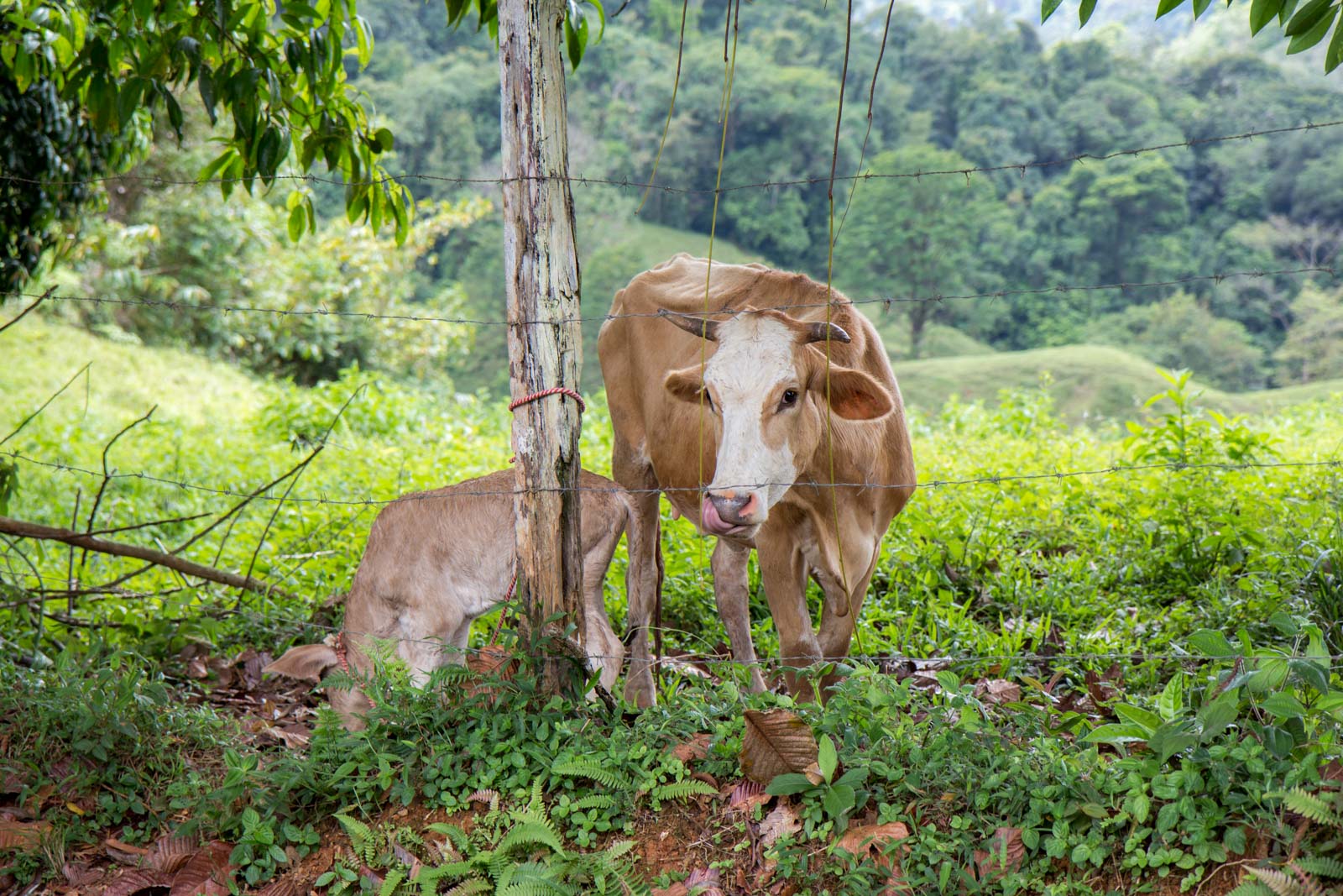 Santa Juana Rural Heritage Tour in Costa Rica