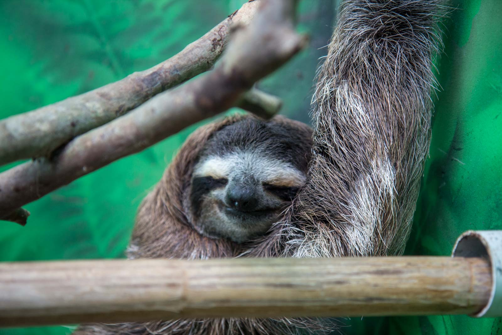 Sloth Sanctuary, Limon, Costa Rica
