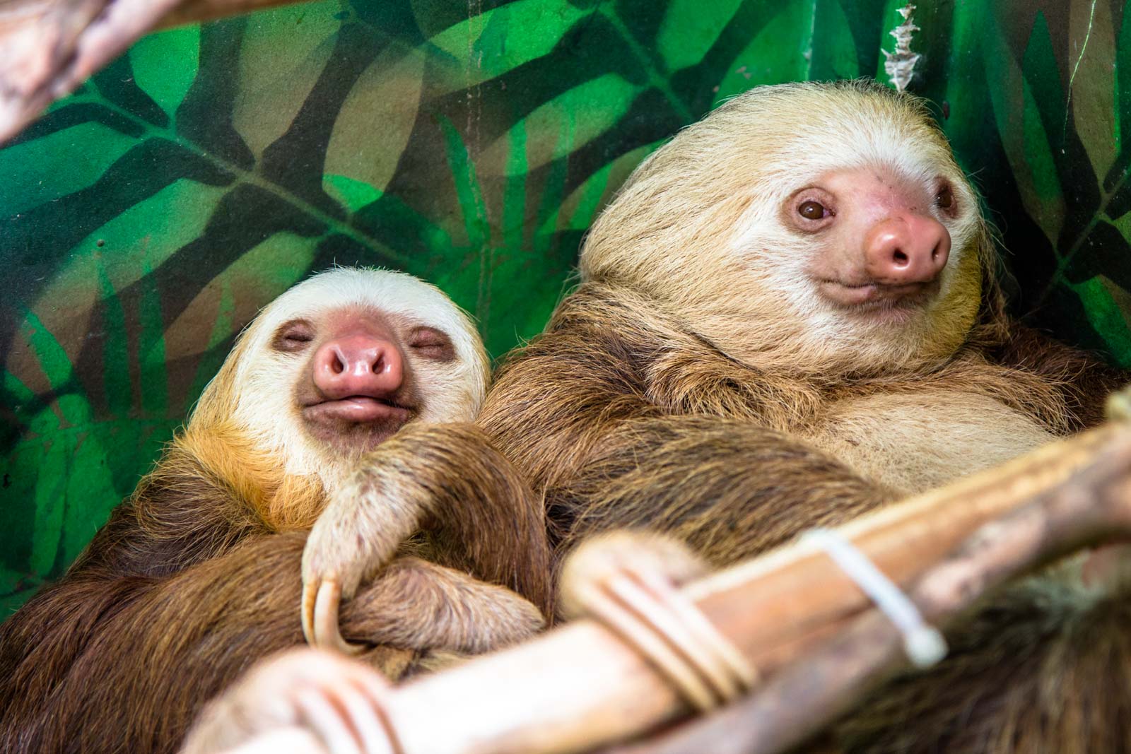 Sloth Sanctuary, Limon, Costa Rica