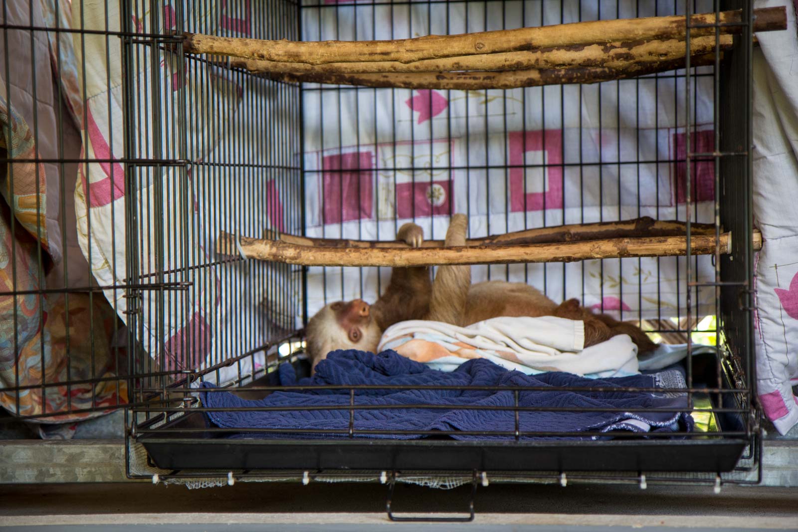 Sloth Sanctuary, Limon, Costa Rica