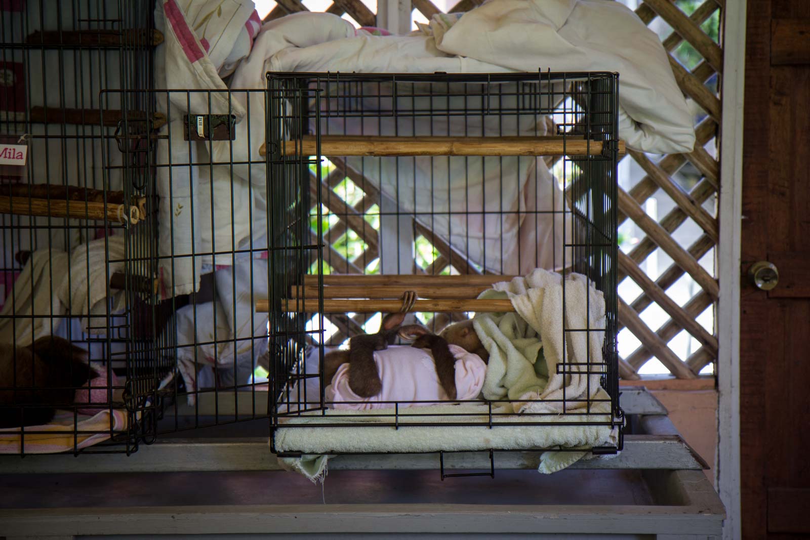 Sloth Sanctuary, Limon, Costa Rica