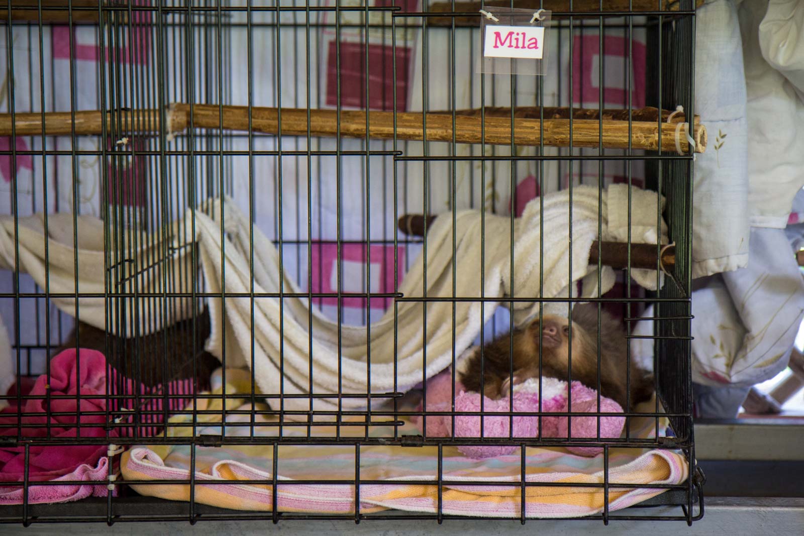 Sloth Sanctuary, Limon, Costa Rica
