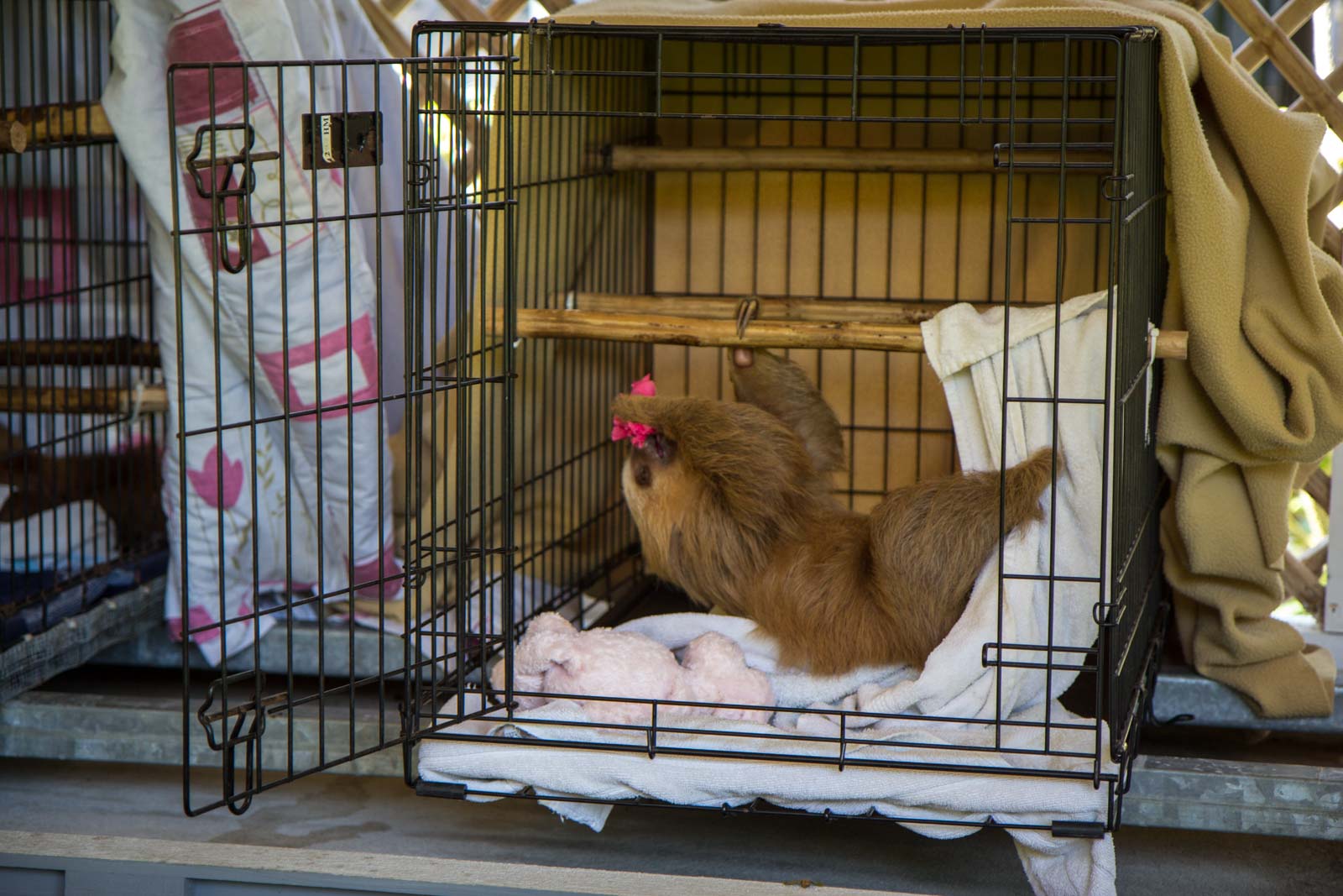 Sloth Sanctuary, Limon, Costa Rica