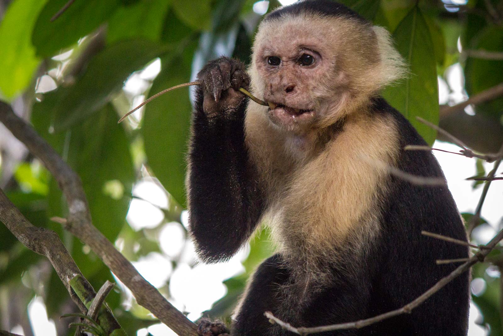 A monkey makes a meal of it