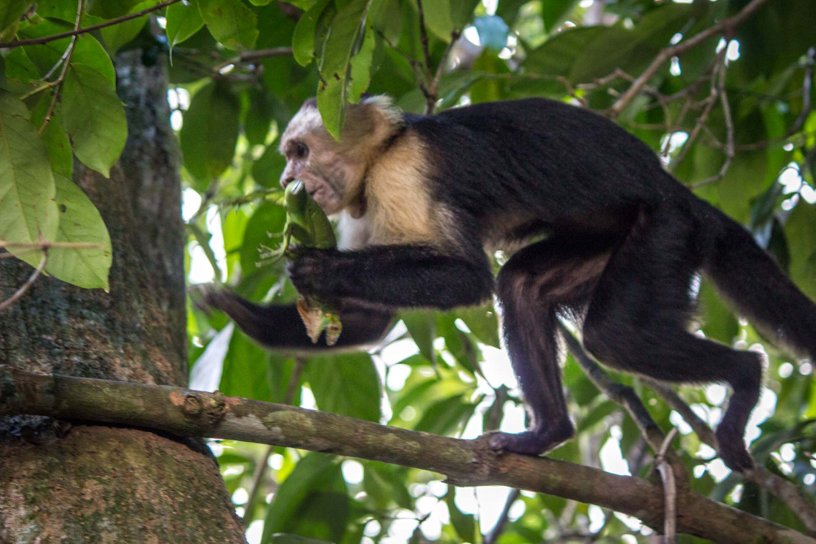 A monkey makes a meal of it