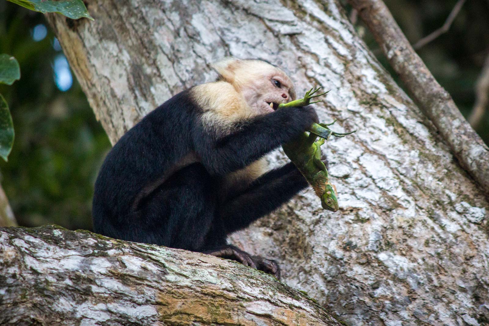 A monkey makes a meal of it
