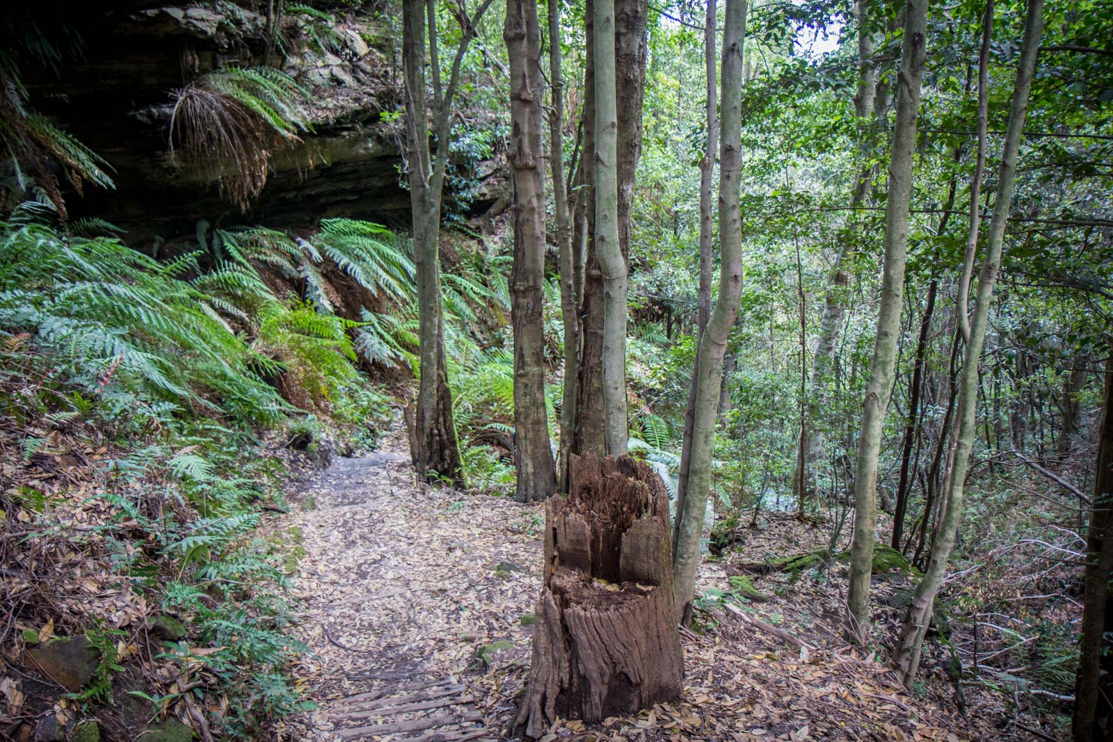 The Blue Mountains, NSW, Australia