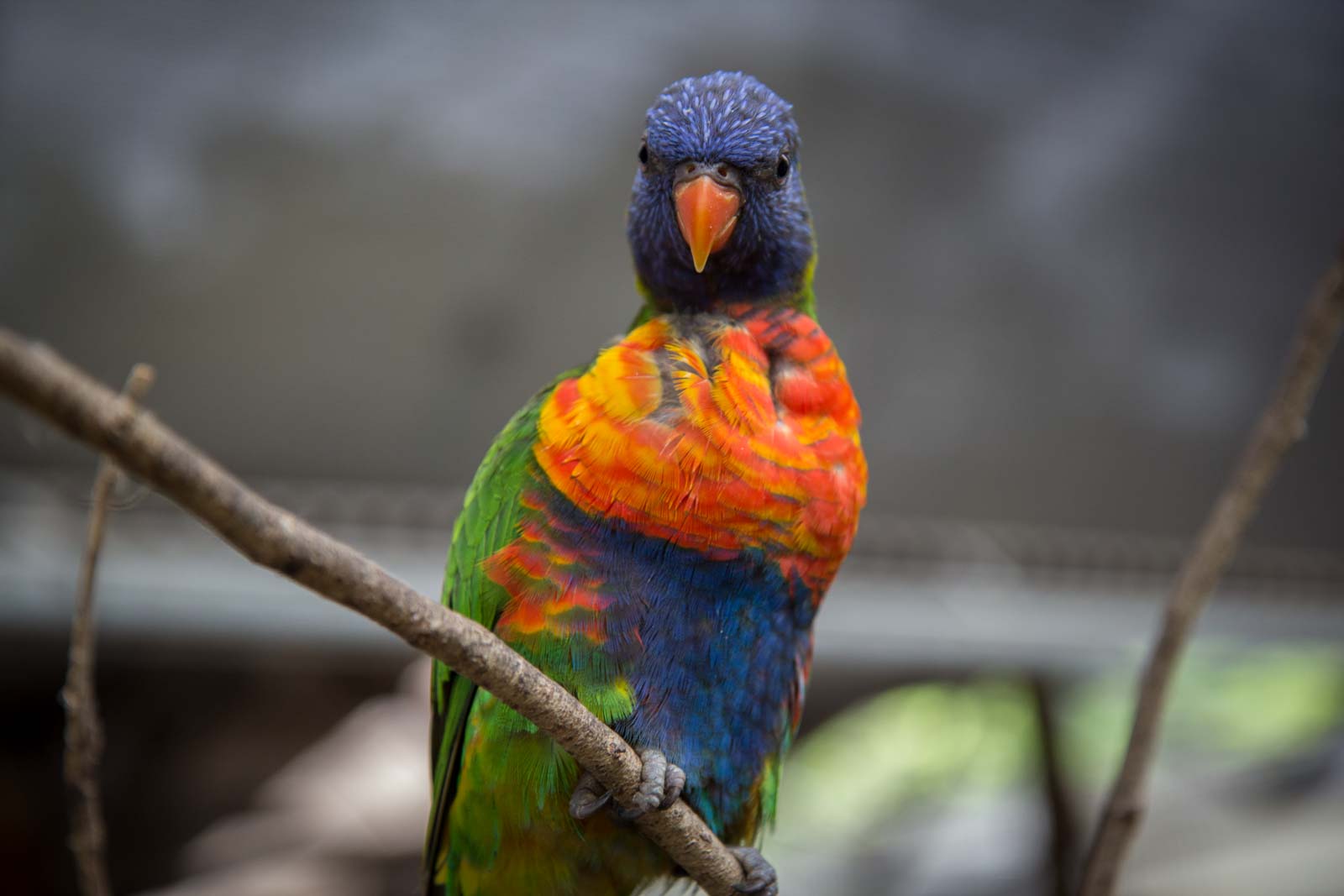 Things to do in Childers, Queensland, Australia