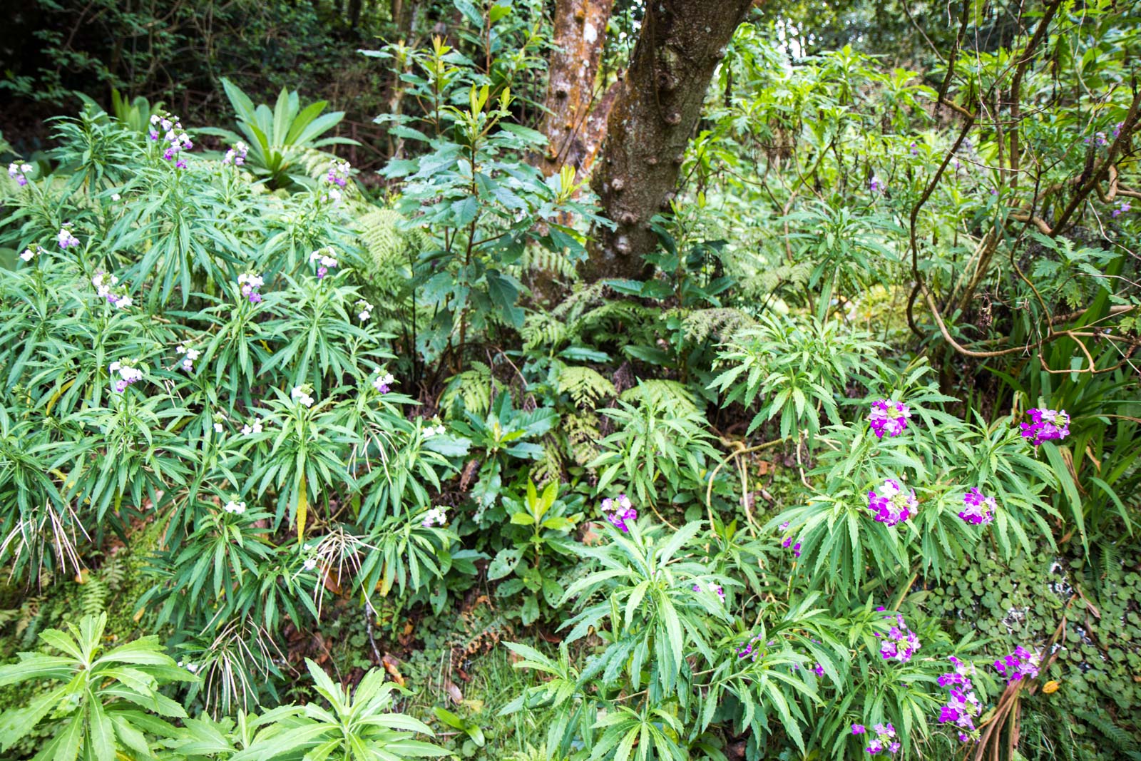 Laurisilva Forest in Madeira, Portugal
