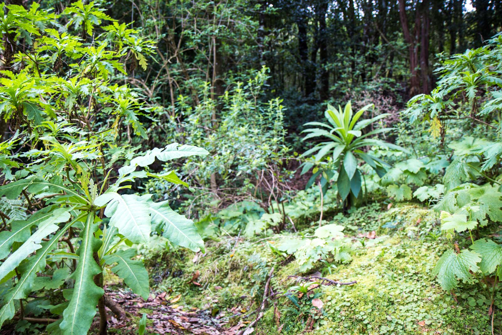 Laurisilva Forest in Madeira, Portugal
