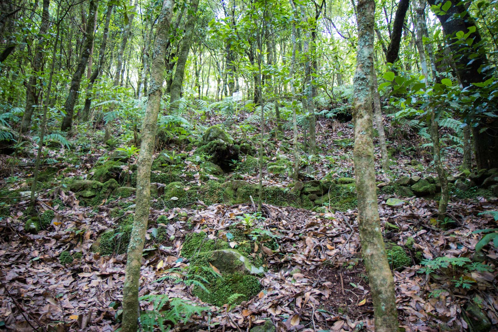 Laurisilva Forest in Madeira, Portugal