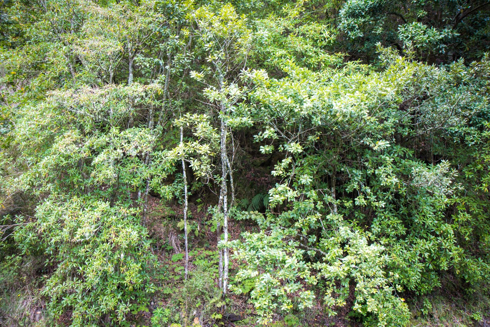 Laurisilva Forest in Madeira, Portugal