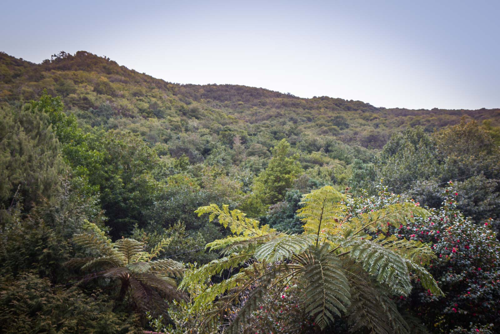 Laurisilva Forest in Madeira, Portugal