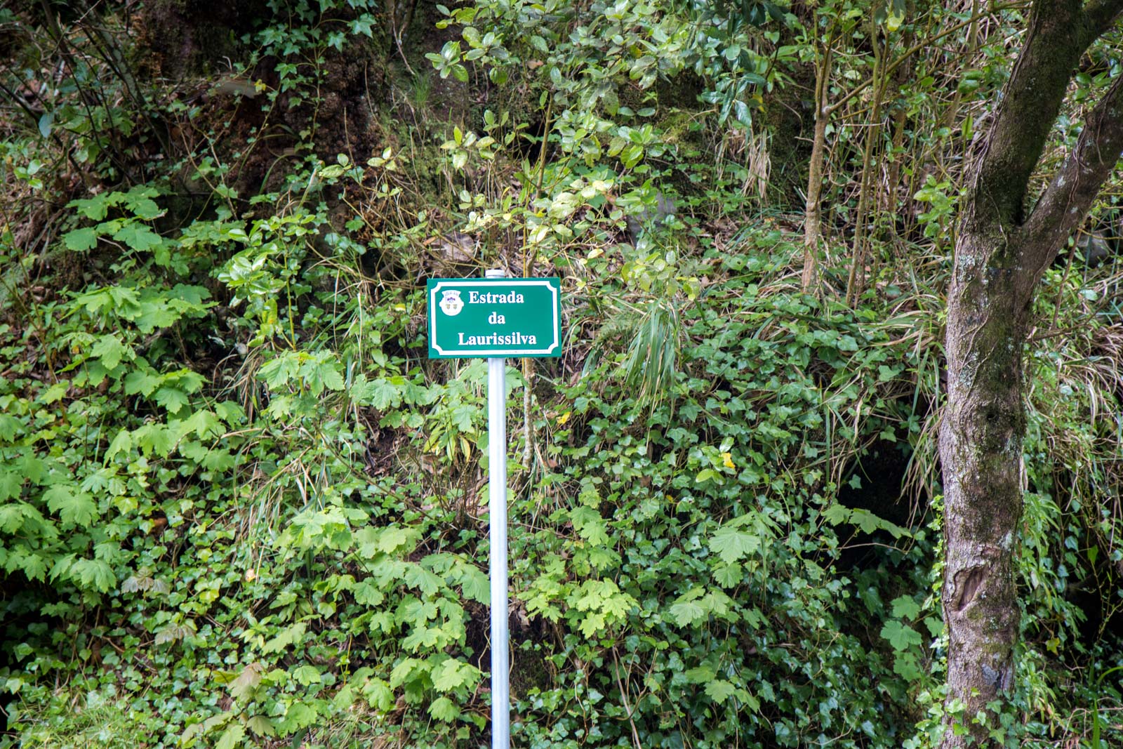 Laurisilva Forest in Madeira, Portugal
