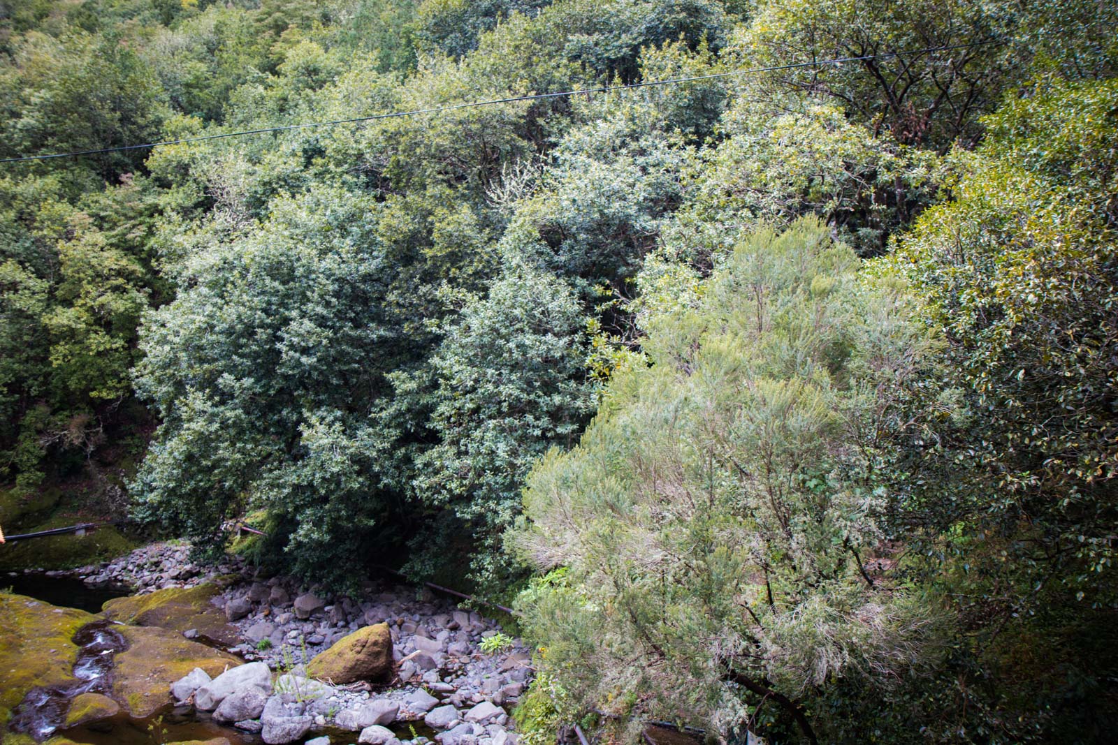 Laurisilva Forest in Madeira, Portugal
