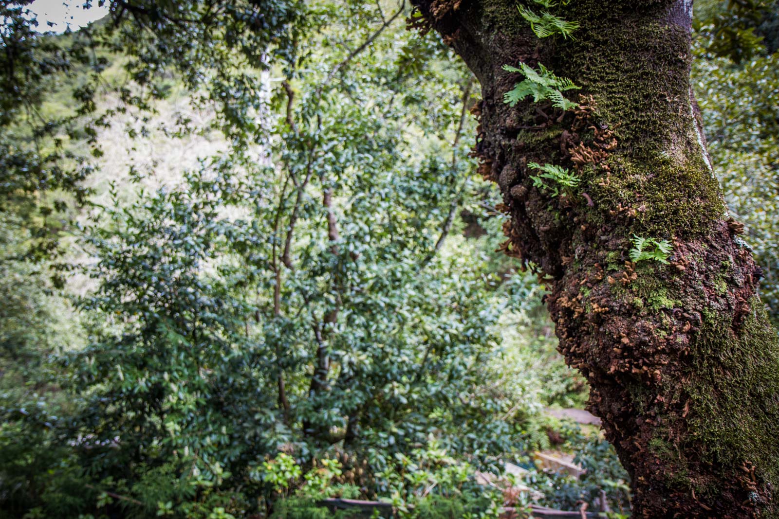 Laurisilva Forest in Madeira, Portugal