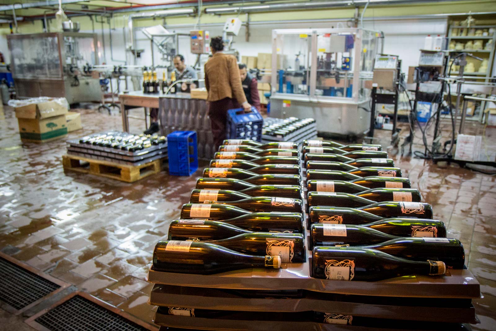 Winemaking in Egypt at El Gouna's winery