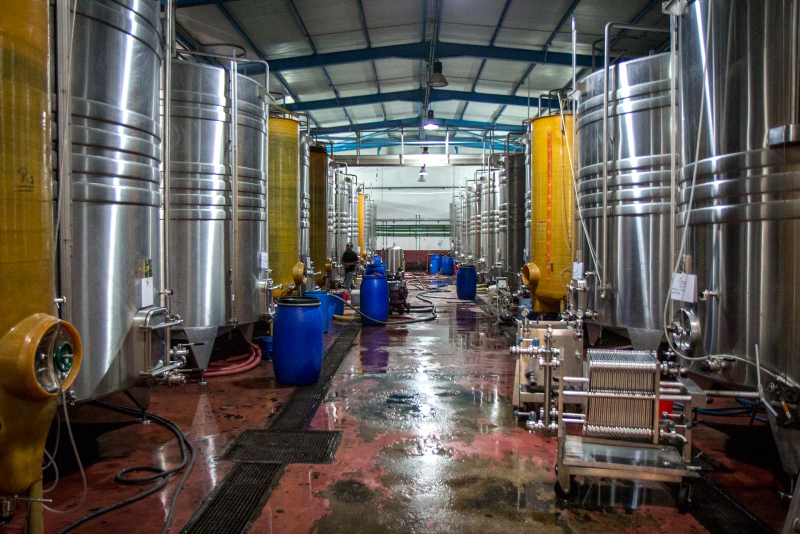 Winemaking in Egypt at El Gouna's winery