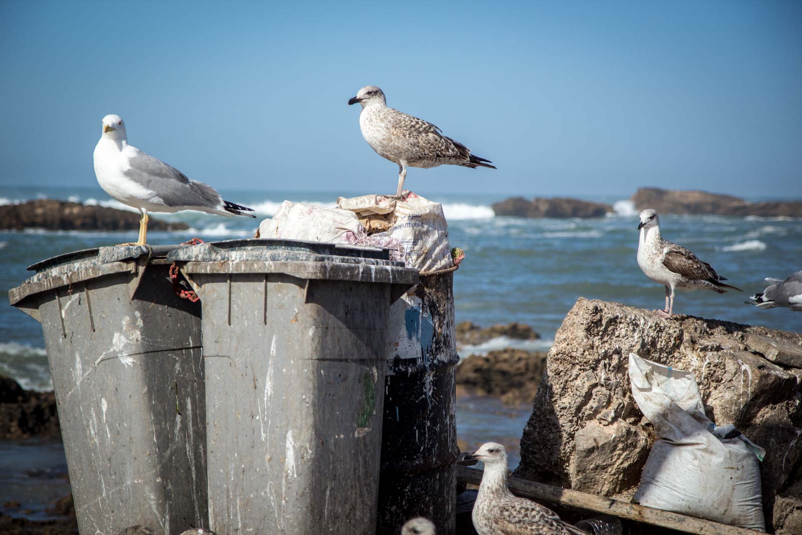 Essaouira Port, Morocco
