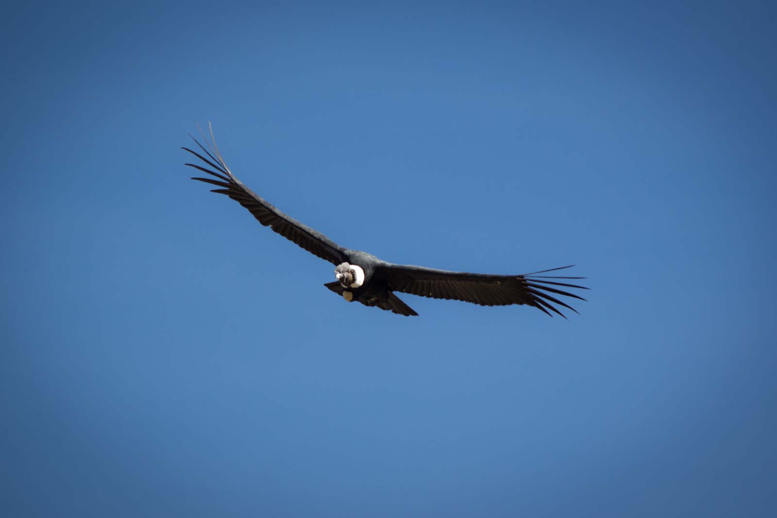 Visiting Colca Canyon, Peru