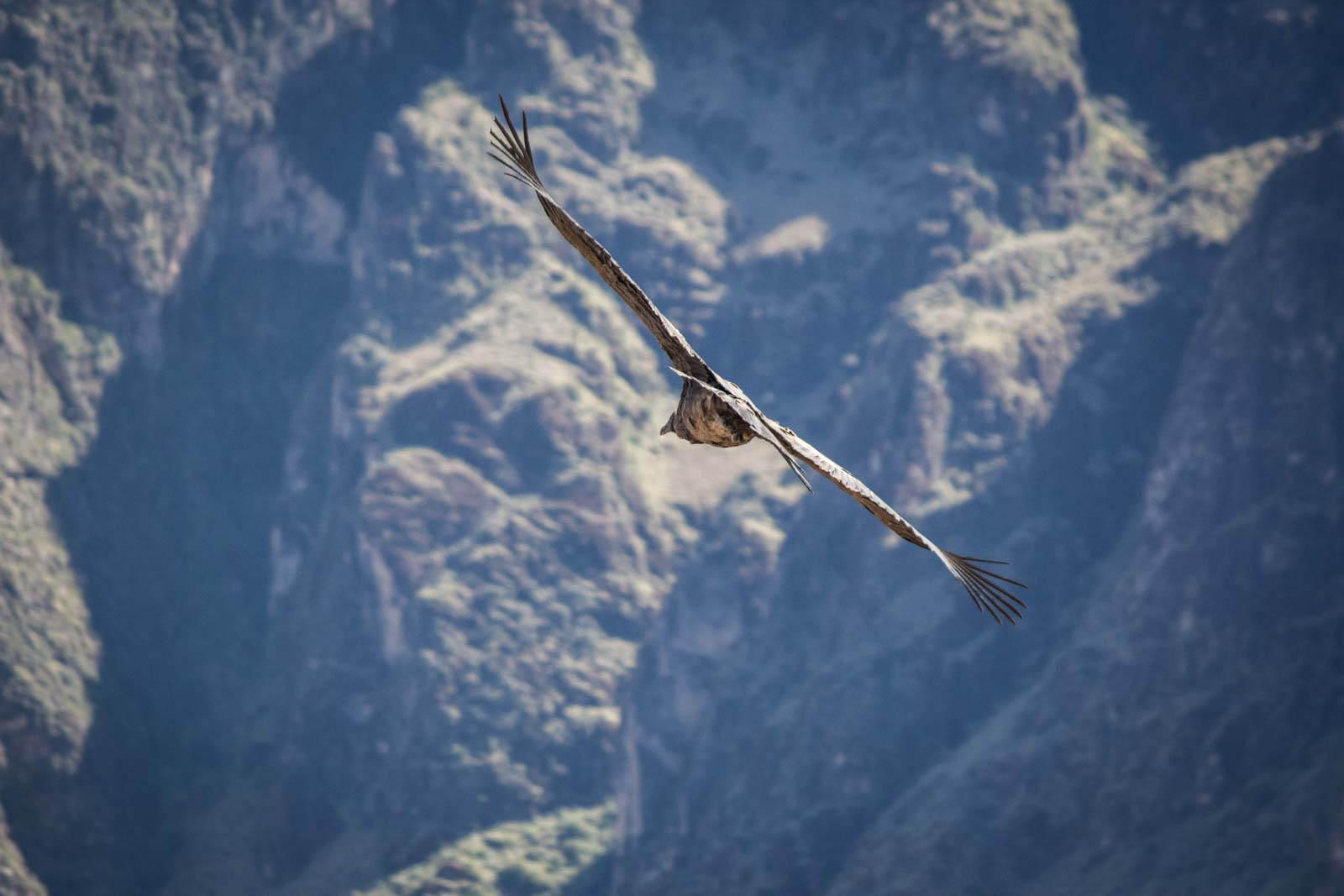 Visiting Colca Canyon, Peru