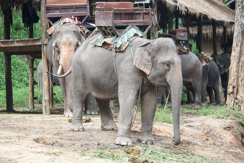Tourists turn a blind eye to animal cruelty Tourists turn a blind eye to animal cruelty