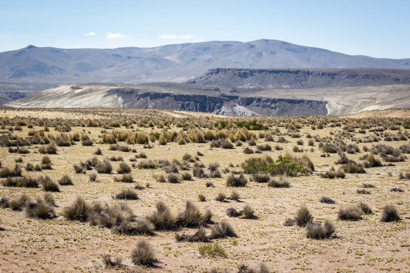 Salinas and Aguada Blanca National Reservation, Peru