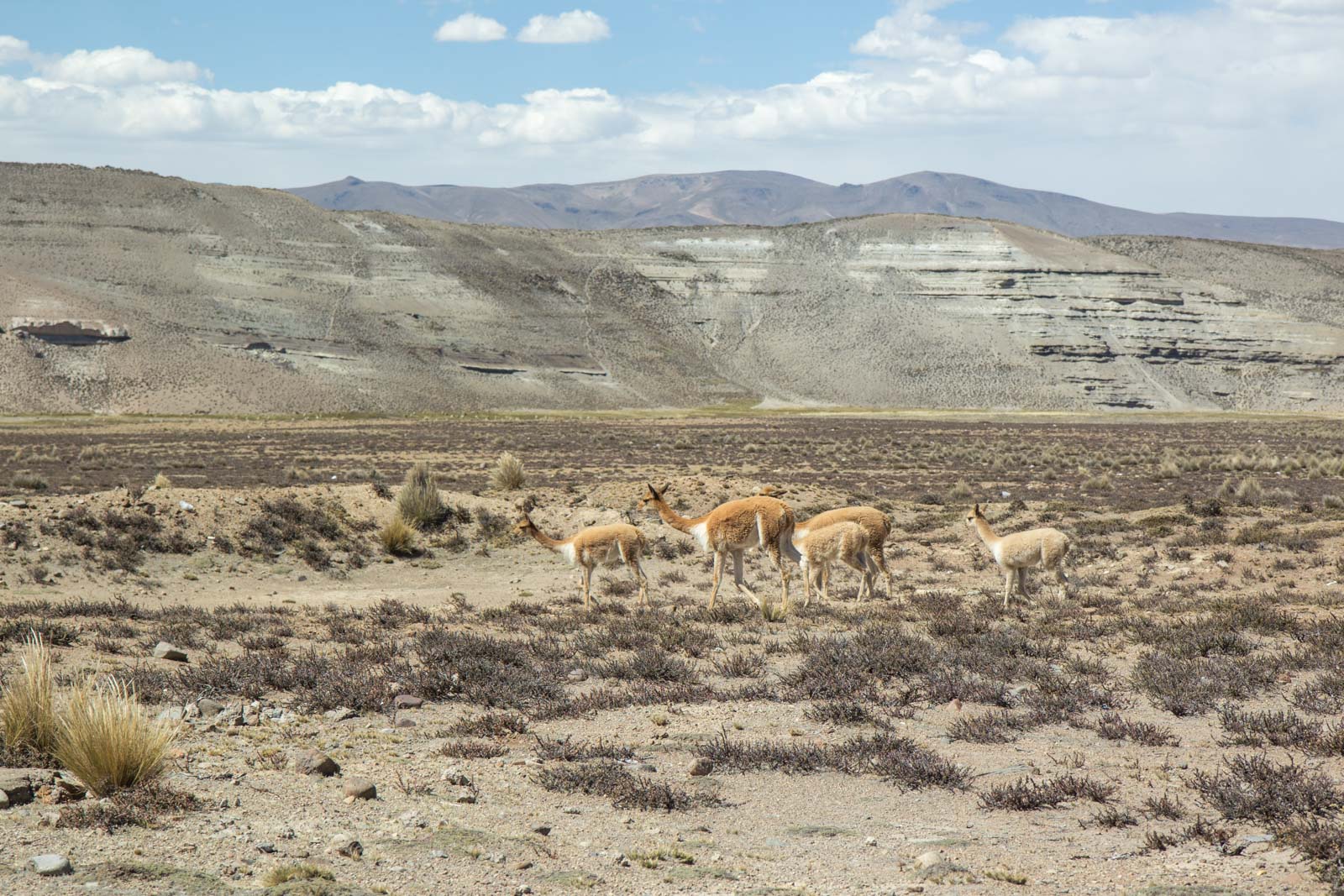 Salinas and Aguada Blanca National Reservation, Peru