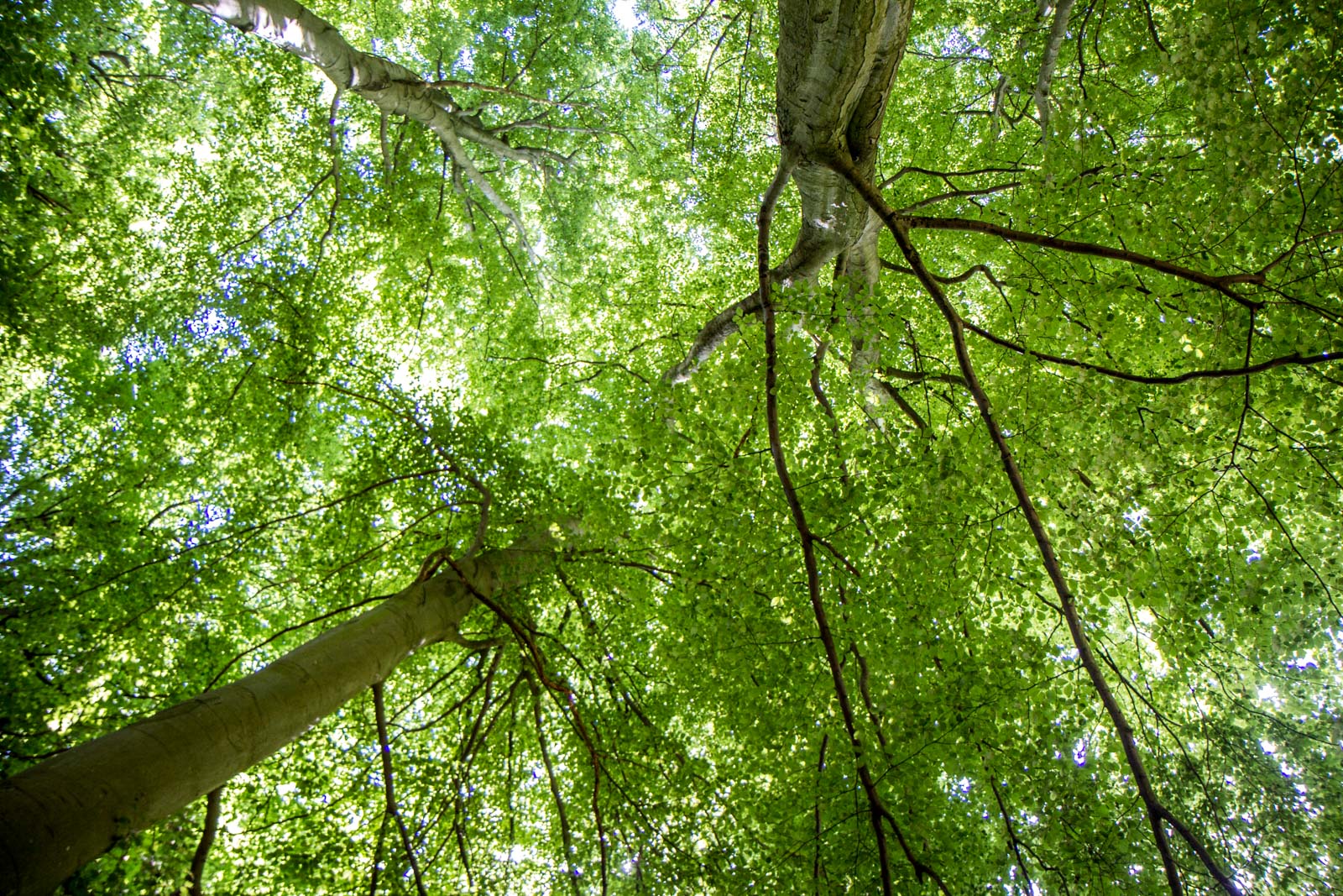 Jasmund National Park, Ancient Beech Forests of Germany
