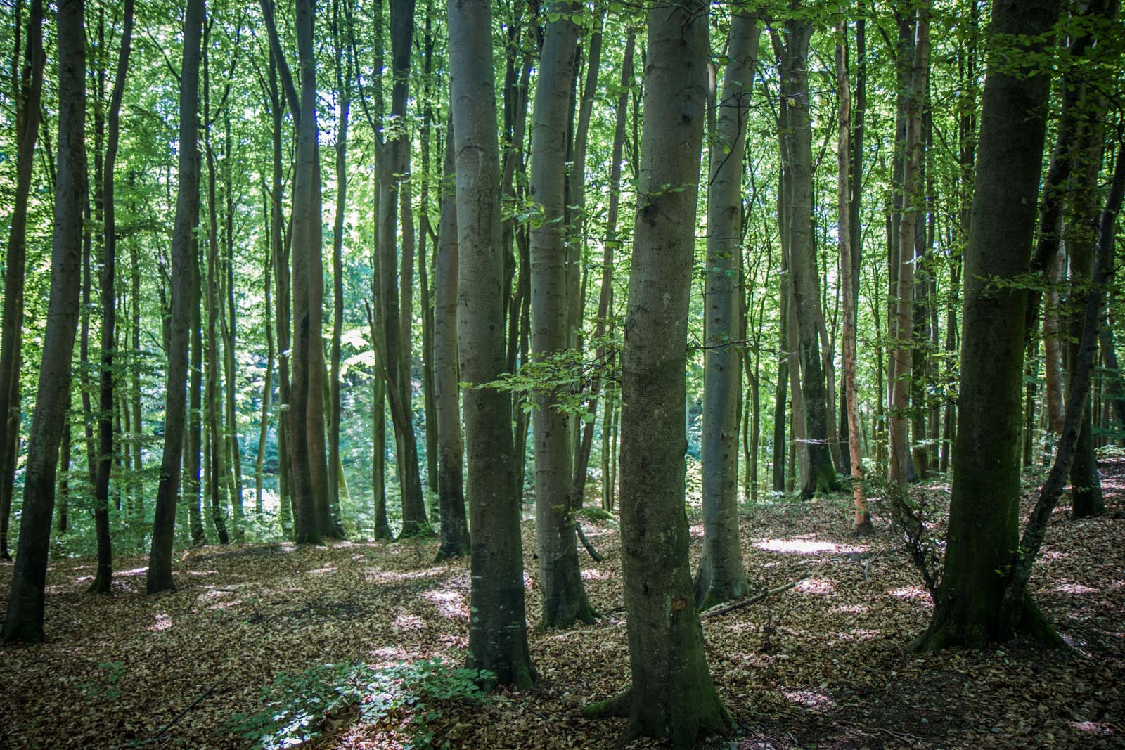 Jasmund National Park, Ancient Beech Forests of Germany