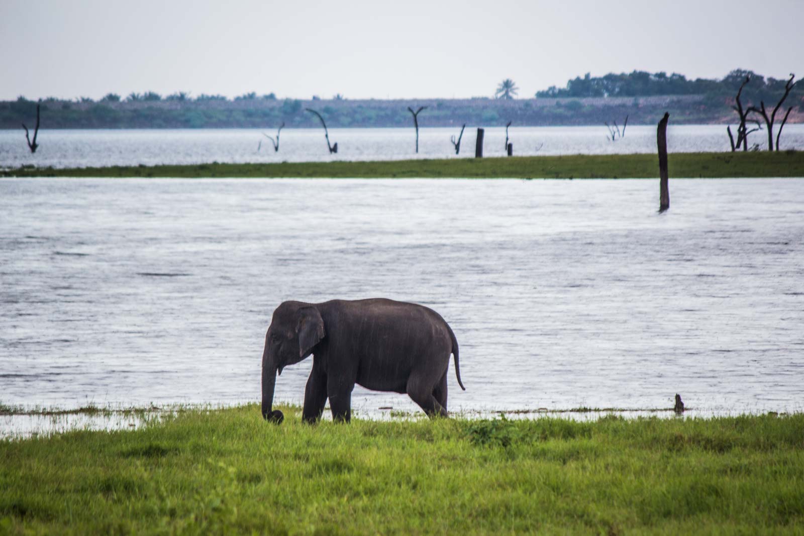 The Gathering, elephants, Kaudulla National Park, Sri Lanka