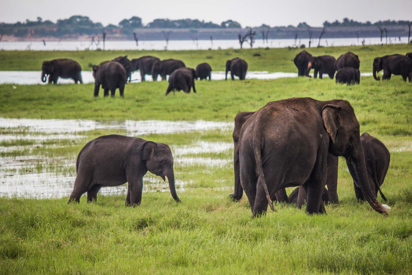The Gathering, elephants, Kaudulla National Park, Sri Lanka