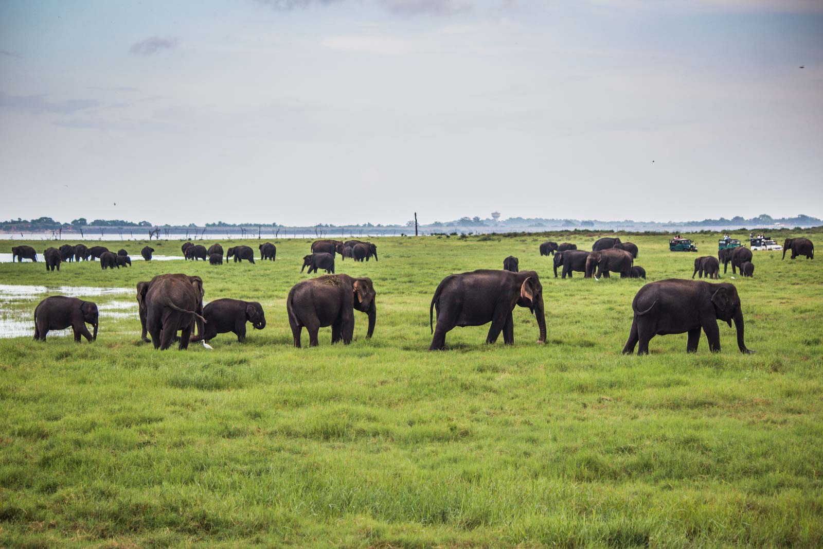 The Gathering, elephants, Kaudulla National Park, Sri Lanka