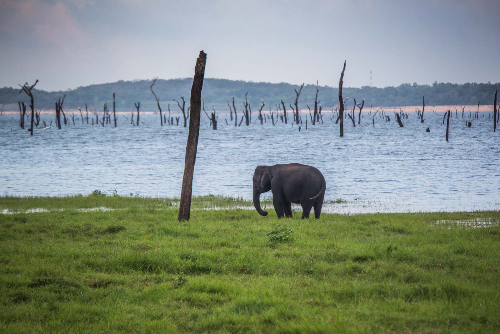 The Gathering, elephants, Kaudulla National Park, Sri Lanka