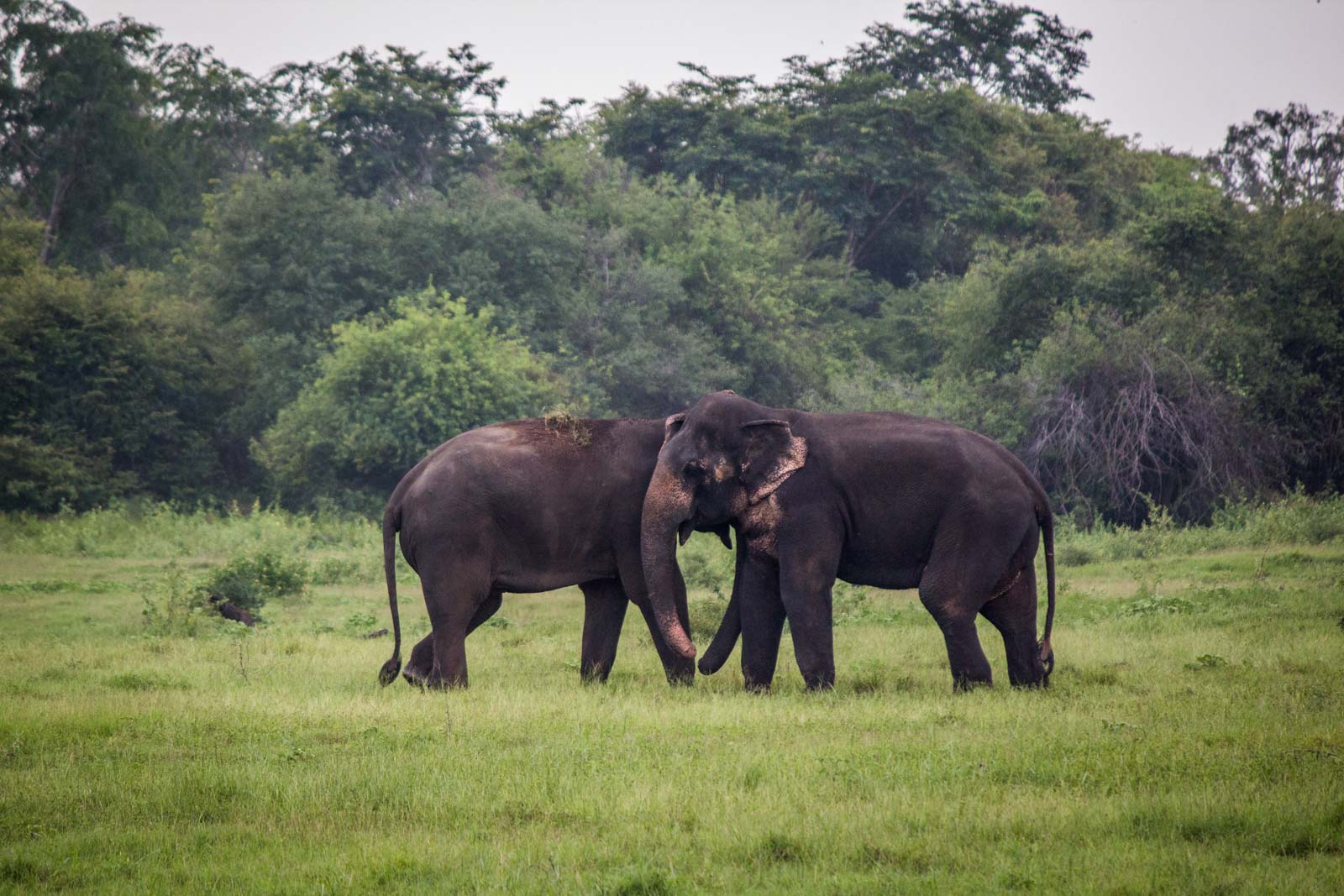 The Gathering, elephants, Kaudulla National Park, Sri Lanka
