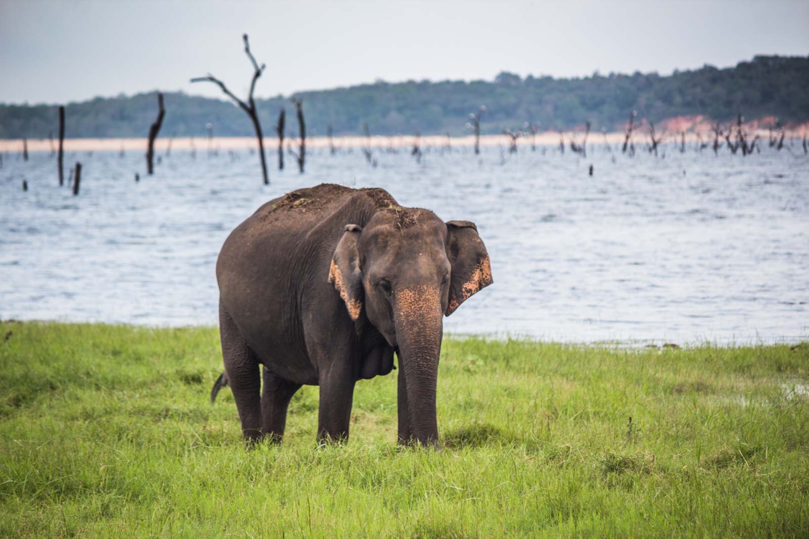 The Gathering, elephants, Kaudulla National Park, Sri Lanka