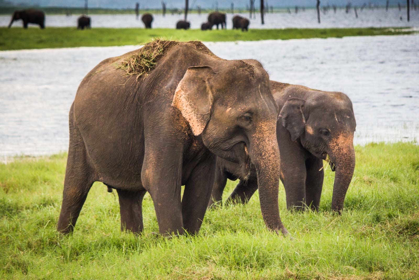 The Gathering, elephants, Kaudulla National Park, Sri Lanka