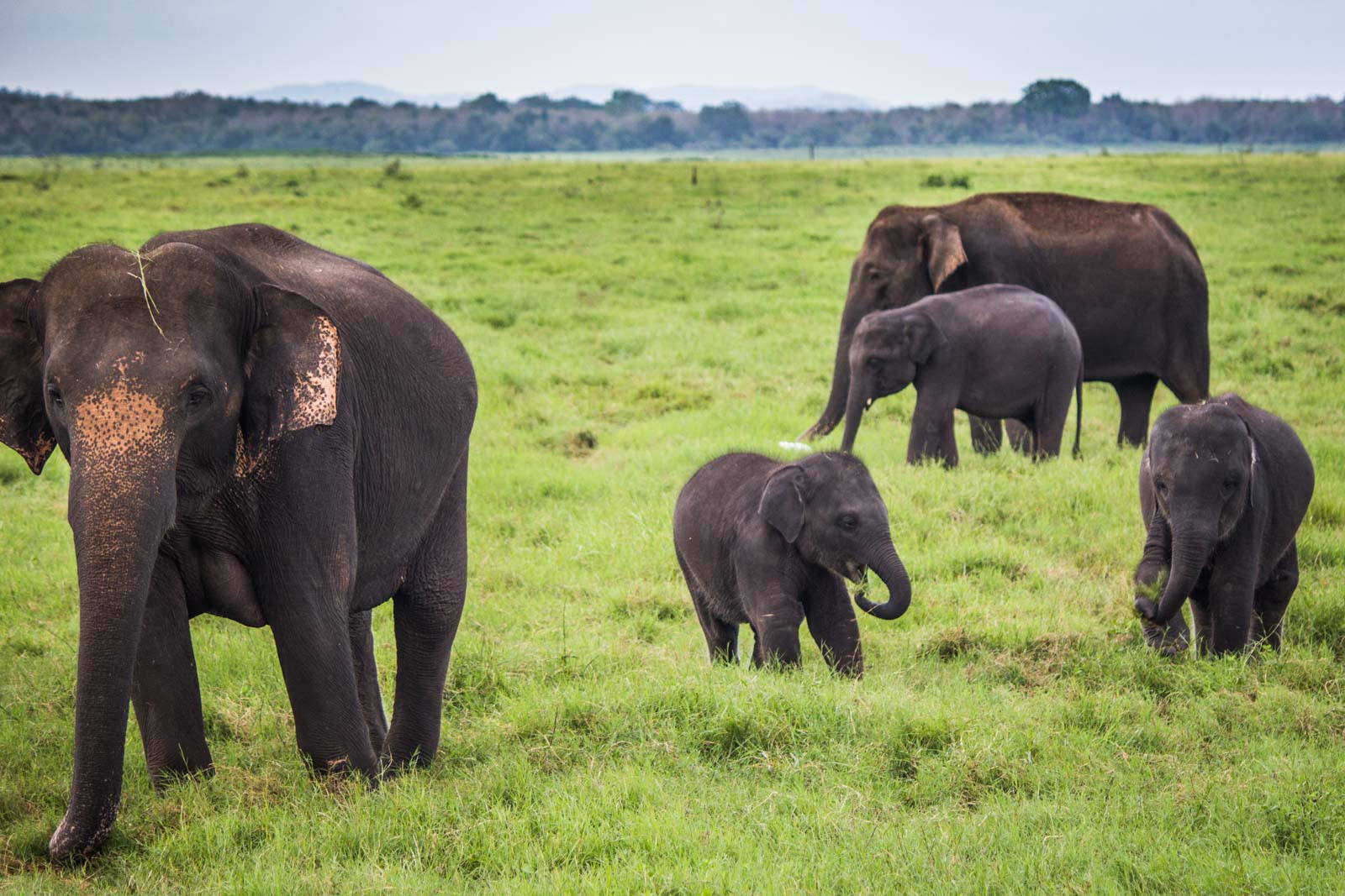 The Gathering, elephants, Kaudulla National Park, Sri Lanka
