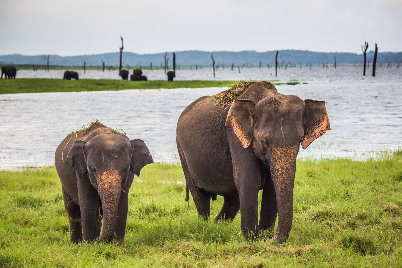 The Gathering, elephants, Kaudulla National Park, Sri Lanka