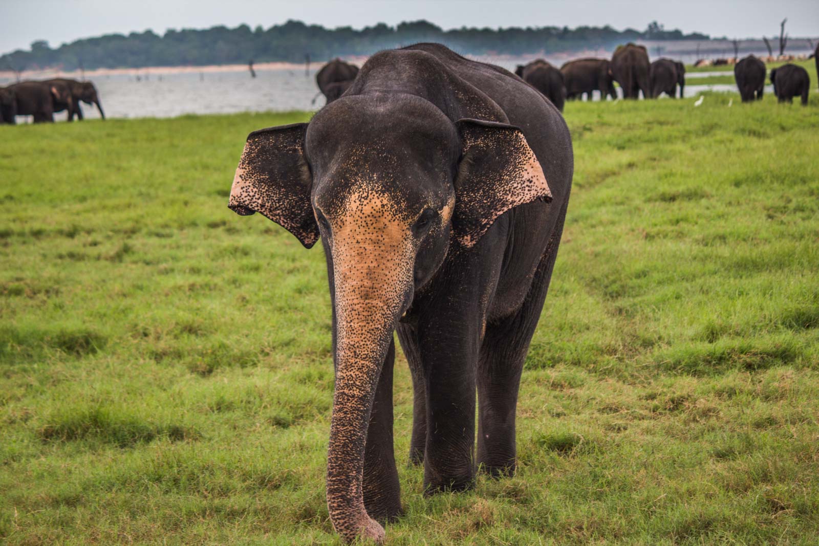 The Gathering, elephants, Kaudulla National Park, Sri Lanka