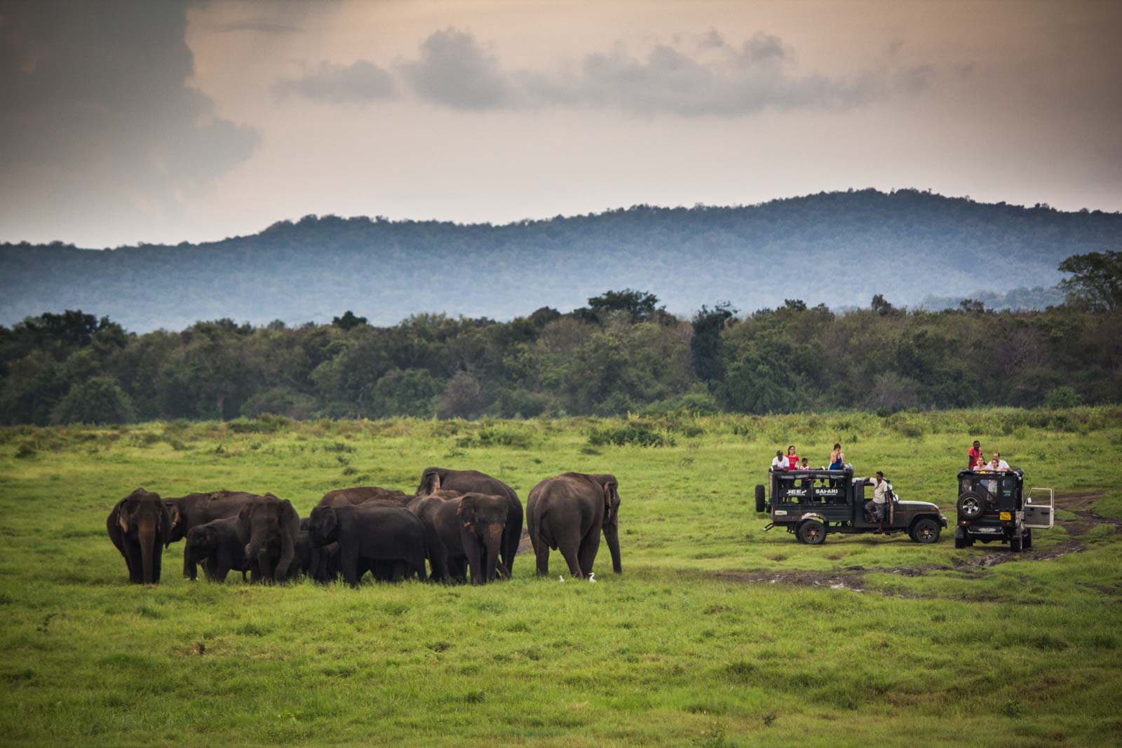 The Gathering, elephants, Kaudulla National Park, Sri Lanka