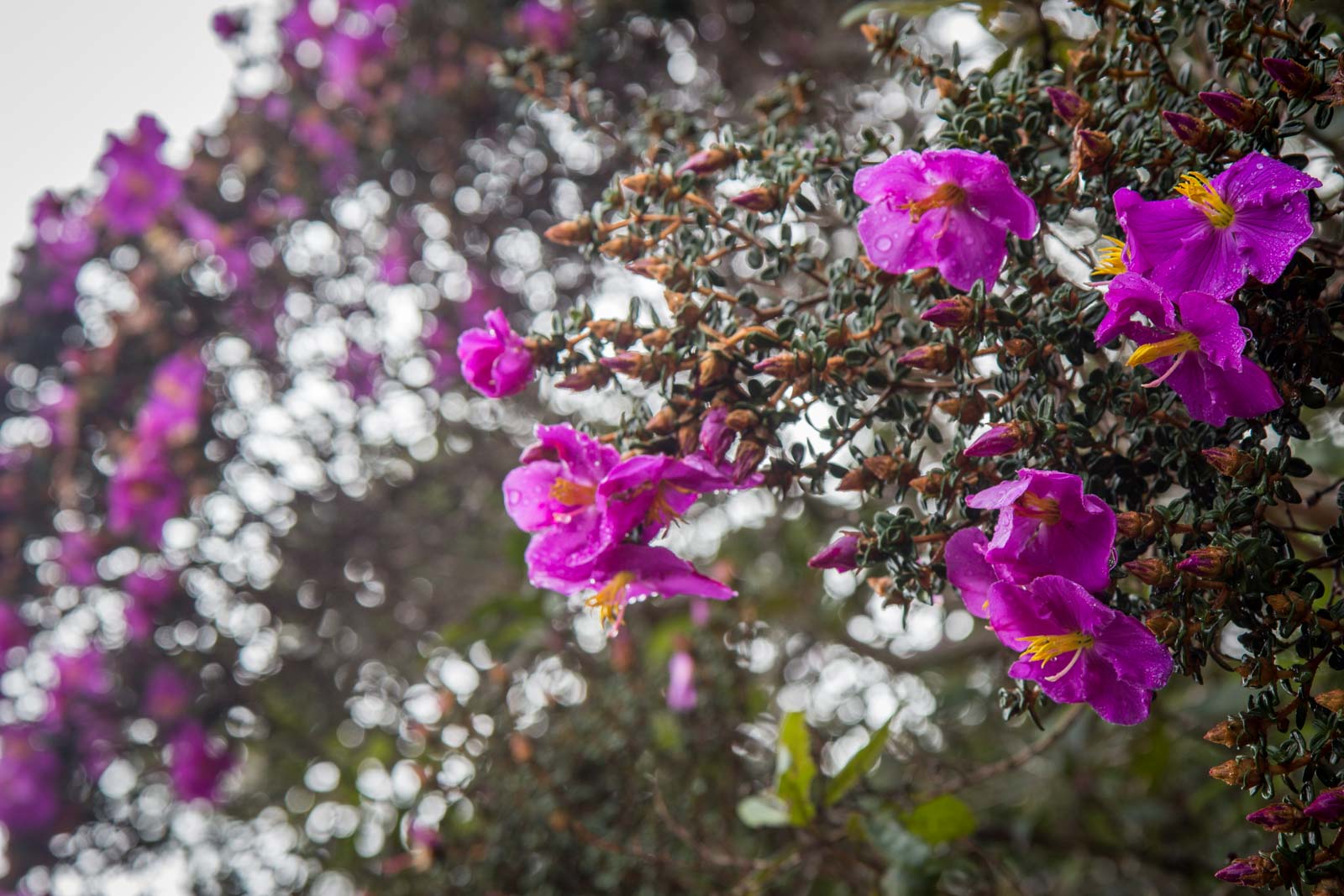 Horton Plains National Park, Sri Lanka
