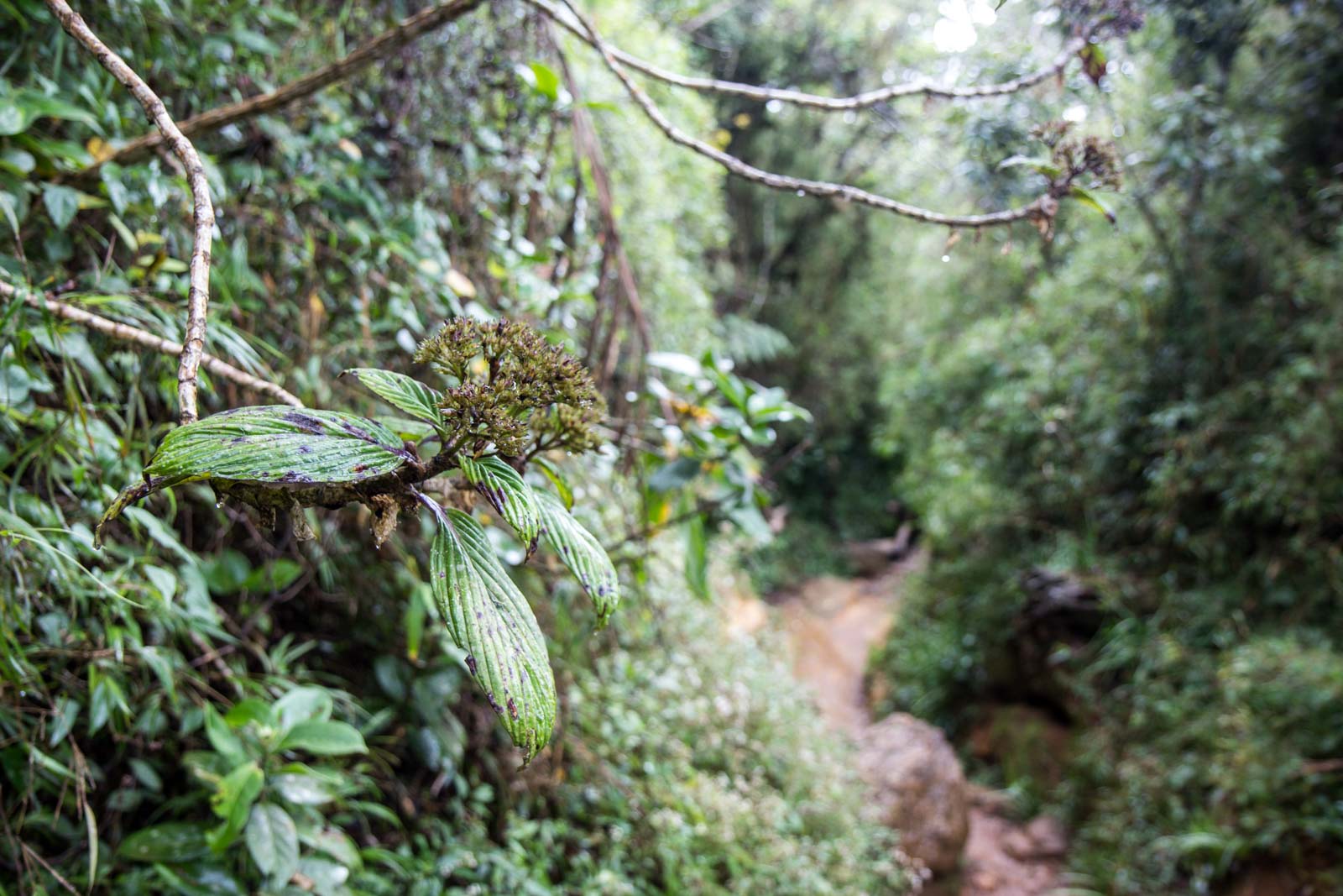 Horton Plains National Park, Sri Lanka