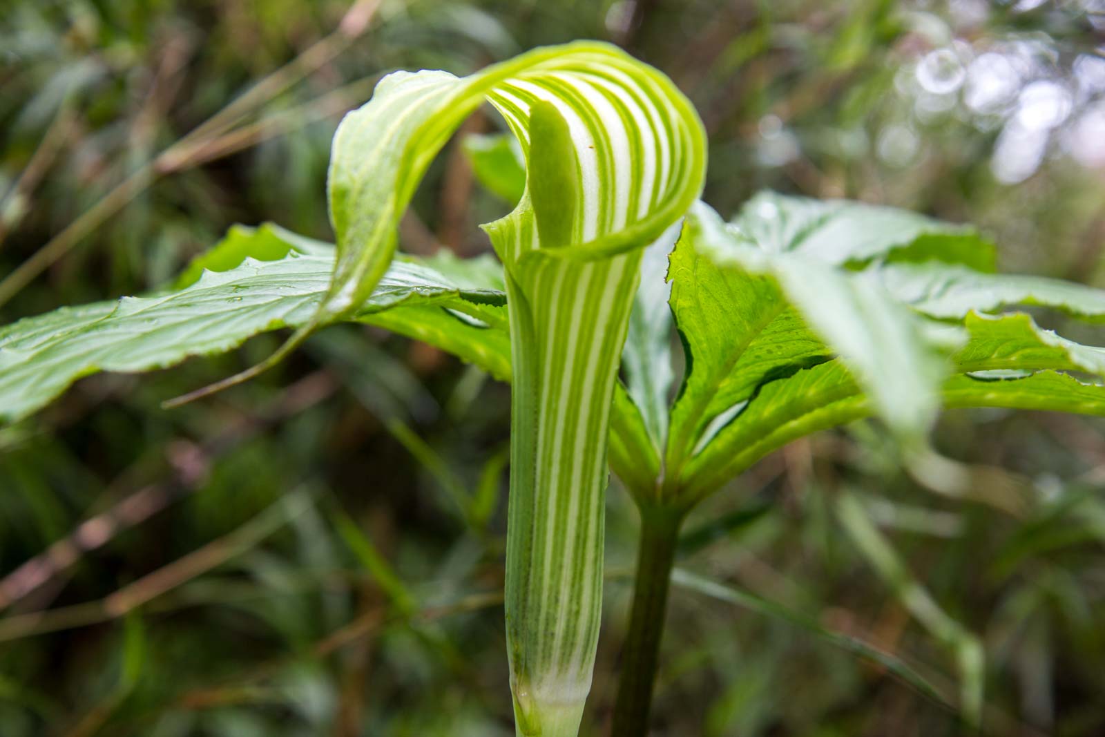 Horton Plains National Park, Sri Lanka