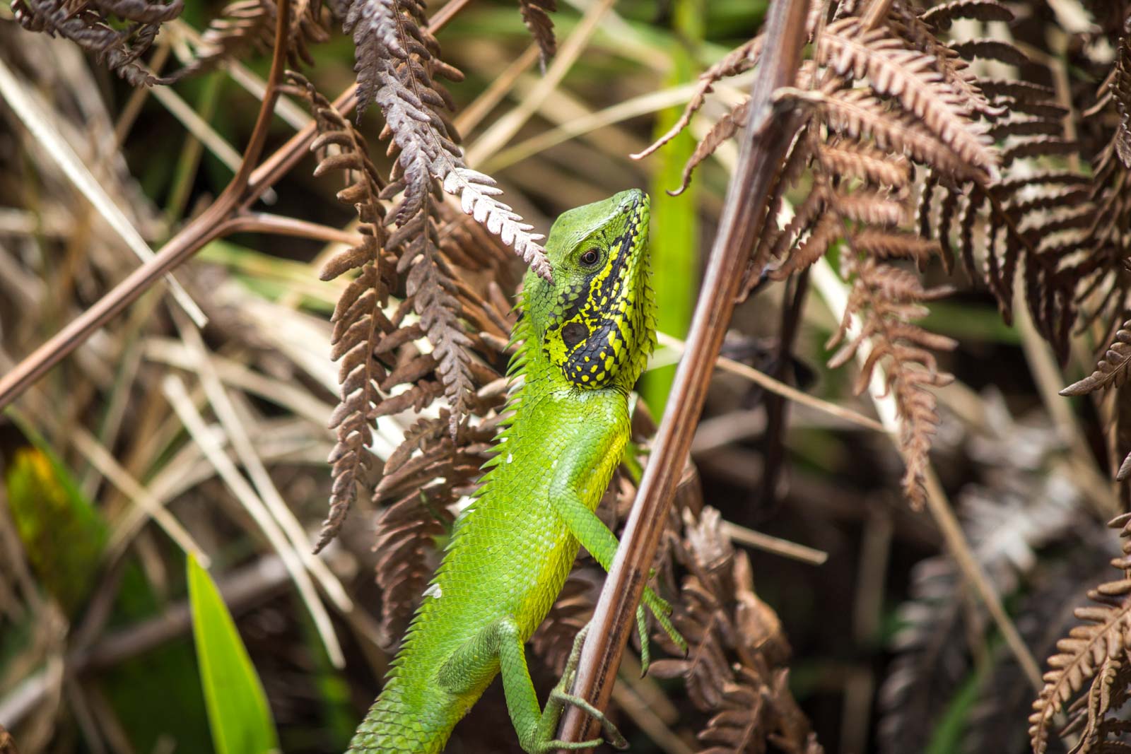 Horton Plains National Park, Sri Lanka